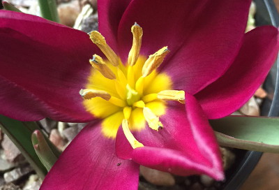 Tulipa humilis 'Odalisque' 